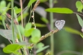 LYCAENIDAE, Leptotes